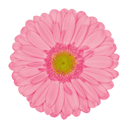 Gerbera Evi Gerbera Evi