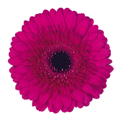 Gerbera Farao