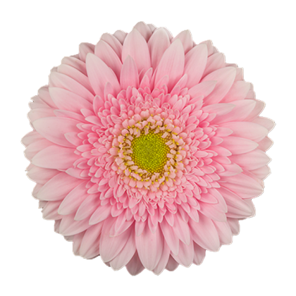 Gerbera Fem Gerbera Fem