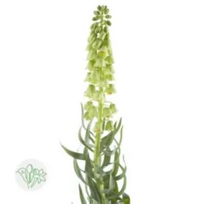 Fritillaria Ivory Bells Fritillaria Ivory Bells