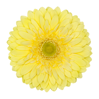 Gerbera Full Moon Gerbera Full Moon