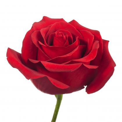 Rose Game On Rose Game On