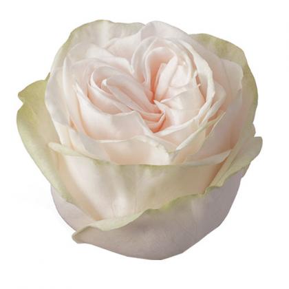 Rose Garden Spirit Rose Garden Spirit