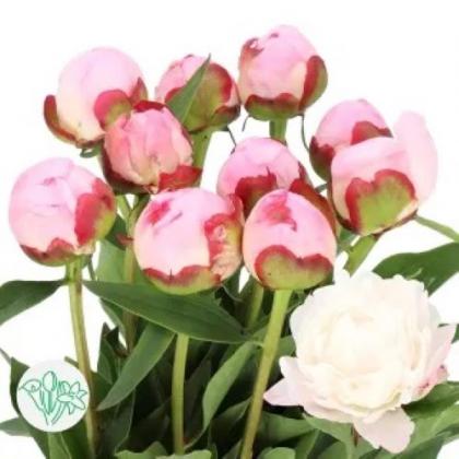 Peony Gardenia