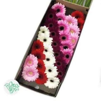 Germini Valentine Germini Valentine