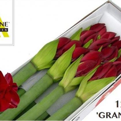 Amaryllis Grand Cru Amaryllis Grand Cru