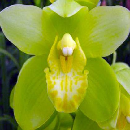 Cymbidium Green Cymbidium Green