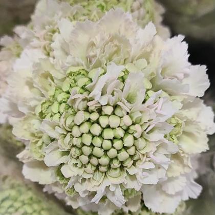 Scabiosa Foca Scoop Hanoi Scabiosa Focal Scoop Hanoi