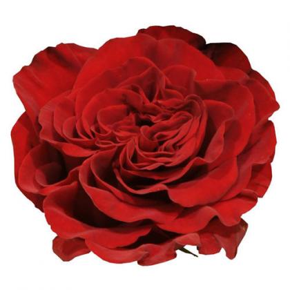 Rose Hearts Rose Hearts