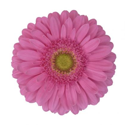 Gerbera Pax Gerbera Pax