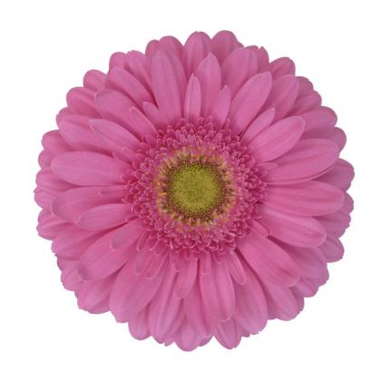 Gerbera Pax