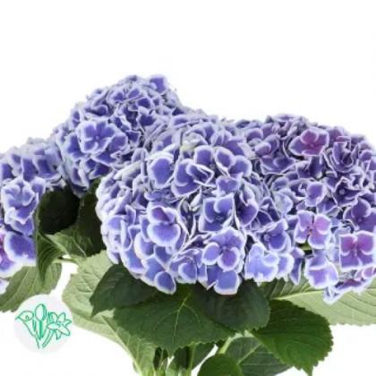 Hydrangea Beautensia Dali