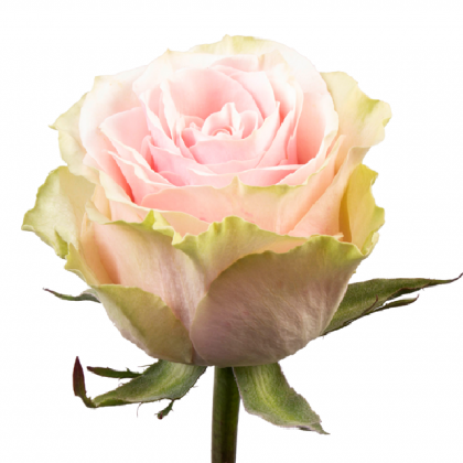 Rose Frutetto Rose Frutetto