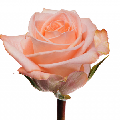 Rose Tiffany