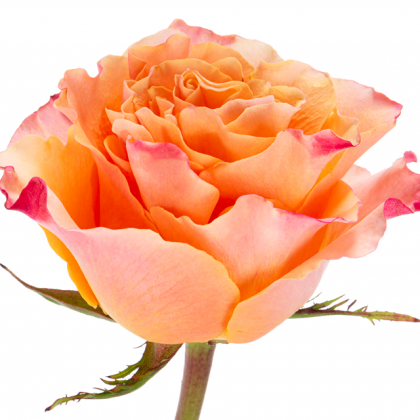 Rose Carpe Diem Rose Carpe Diem
