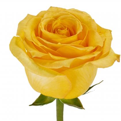 Rose Super Sun Rose Super Sun