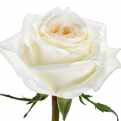 Rose Candlelight Rose Candlelight