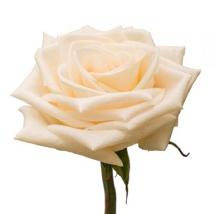 Rose Soul Rose Soul