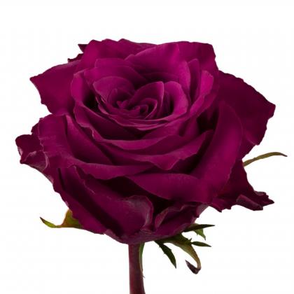 Rose Ascot Rose Ascot