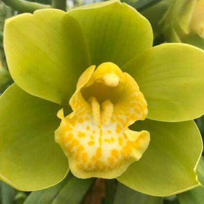Cymbidium Light Green Cymbidium Light Green