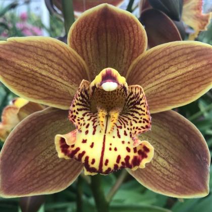 Cymbidium Brown