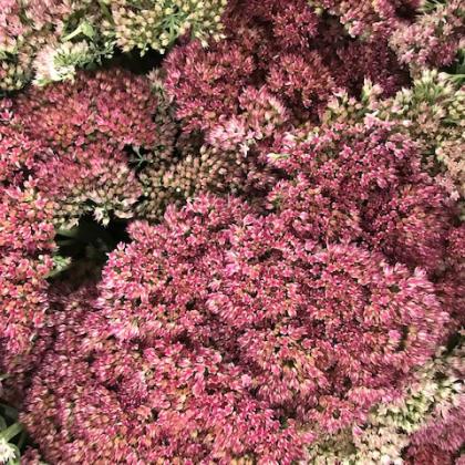 Sedum