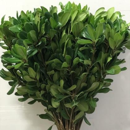 Pittosporum Green