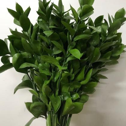 Ruscus Israeli Ruscus Israeli