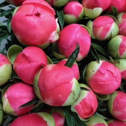 Peony Coral Sunset Peony Coral Sunset