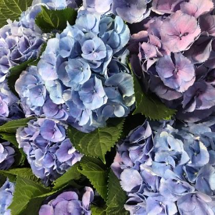Hydrangea Blurple Hydrangea Blurple