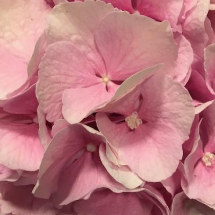 Hydrangea Light Pink