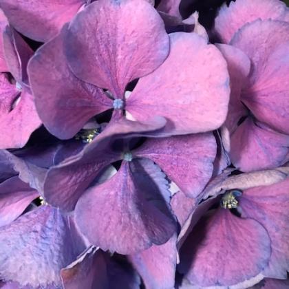 Hydrangea Purple