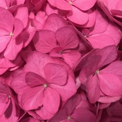 Hydrangea Pink Hydrangea Pink
