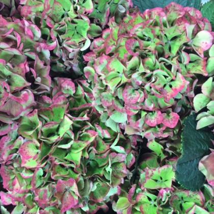 Hydrangea Antique Green/Red
