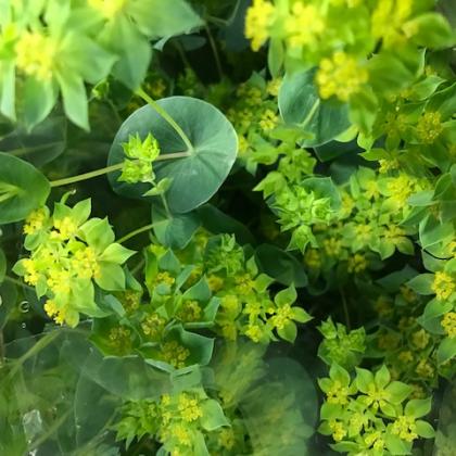 Bupleurum Bupleurum