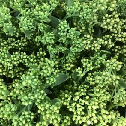 Sedum Sedum
