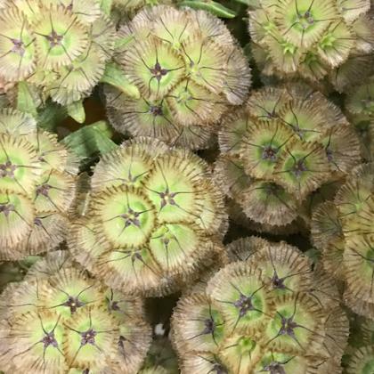 Scabiosa Pods Scabiosa Pods