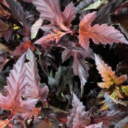 Physocarpus Physocarpus