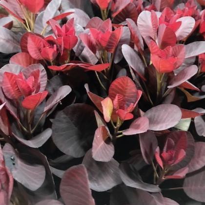 Cotinus Cotinus