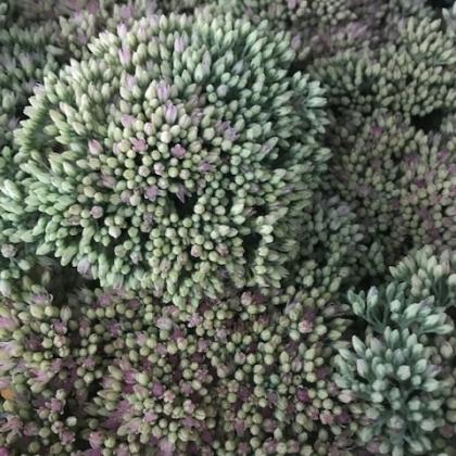 Sedum