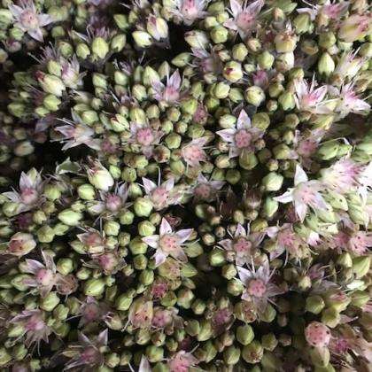 Sedum Matrona Sedum Matrona