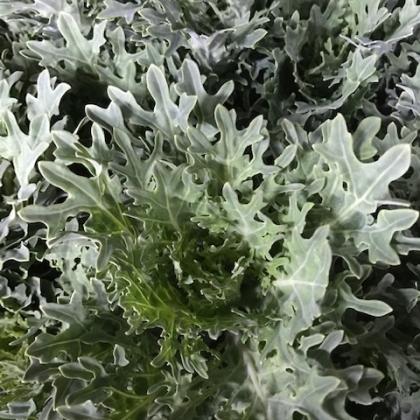 Brassica Frill Brassica Frill