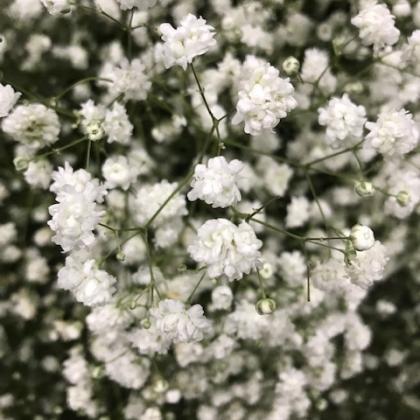 Gypsophila Large Bloom Gypsophila Large Bloom