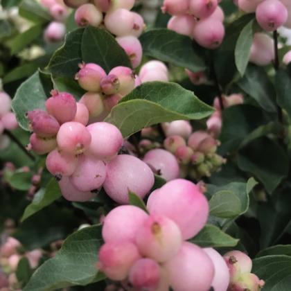 Symphoricarpos Pink