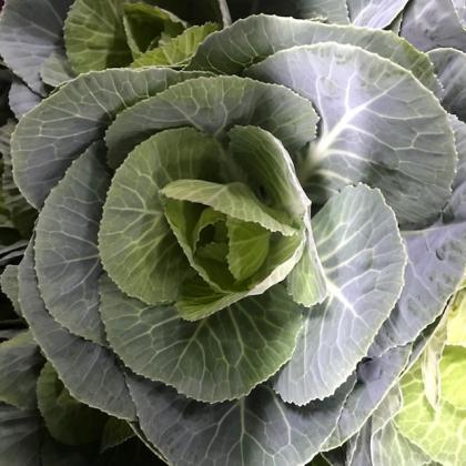 Brassica White Crane