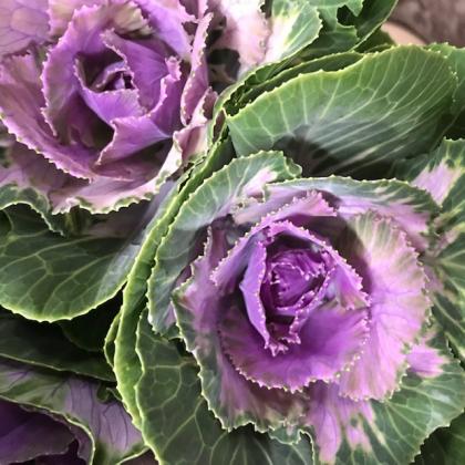 Brassica Red Crane