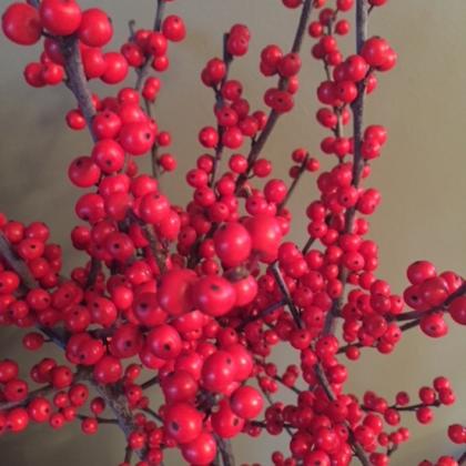 Ilex