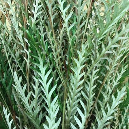 Grevillea Grevillea