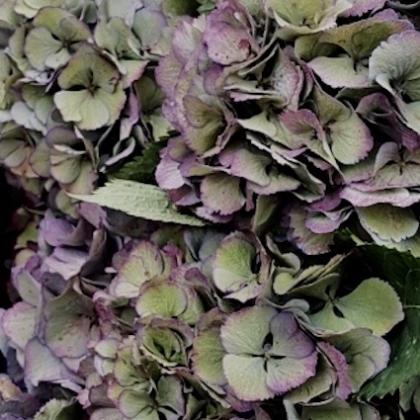 Hydrangea Antique Green Blue Hydrangea Antique Green Blue
