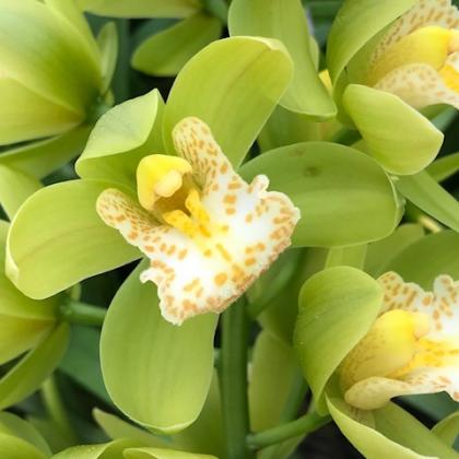 Mini Cymbidium Green Mini Cymbidium Green